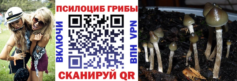 Галлюциногенные грибы Psilocybine cubensis  Купить  Болгар 